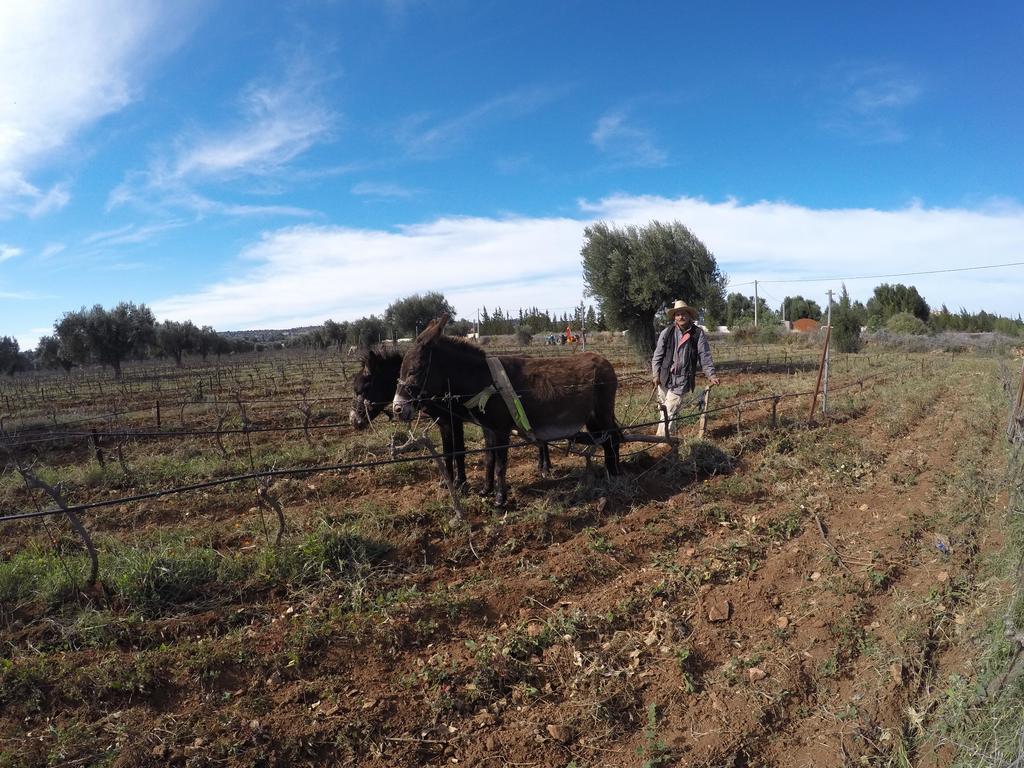 Ryad De Vignes " Le Val D'Argan " Ounara Exteriör bild