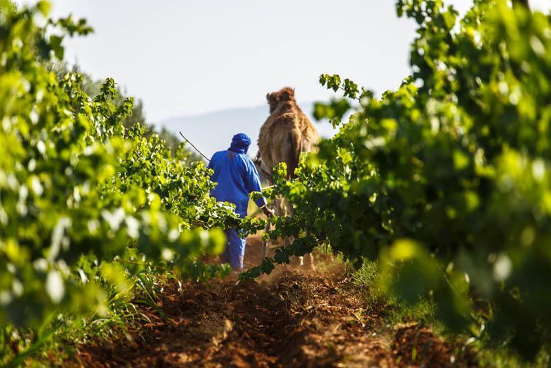Ryad De Vignes " Le Val D'Argan " Ounara Exteriör bild
