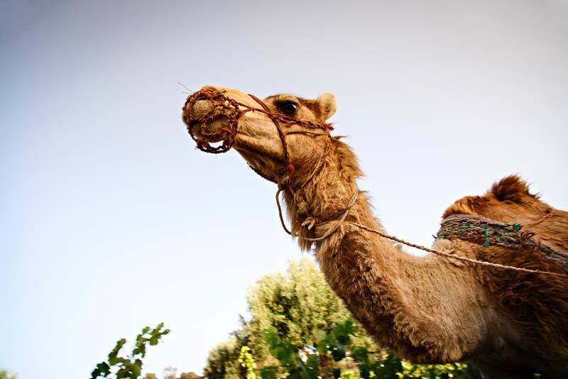 Ryad De Vignes " Le Val D'Argan " Ounara Exteriör bild