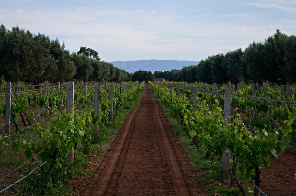 Ryad De Vignes " Le Val D'Argan " Ounara Exteriör bild